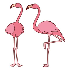 exotic pink flemish couple birds with heads up