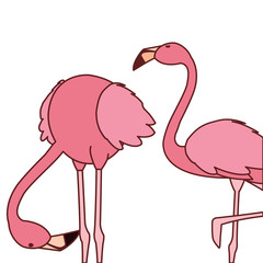 exotic pink flemish couple birds with different poses