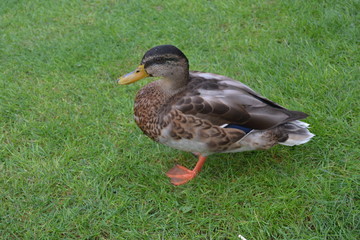 duck on grass