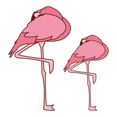 Naklejka premium exotic pink flemish couple birds sleeping