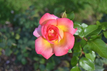 pink rose in garden