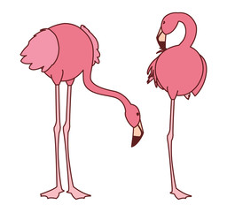 exotic pink flemish couple birds with different poses