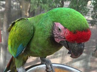 Guacamayo Verde