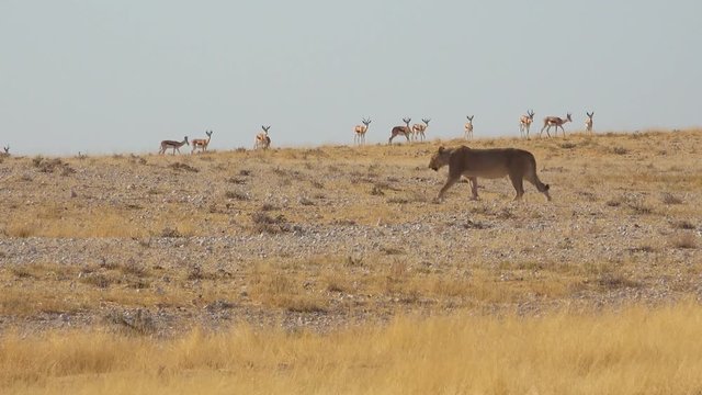 A female lion walks hunts on the savannah plain of Africa with springbok antelope all around.