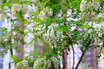 White locust tree flowers