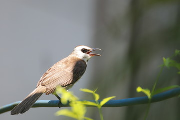 bird