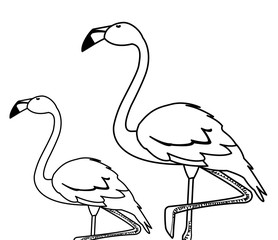 exotic flemish couple birds with heads up