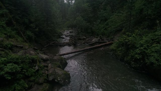 Kopter flies among the mountain river and cedar forest