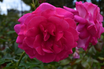 pink rose in garden
