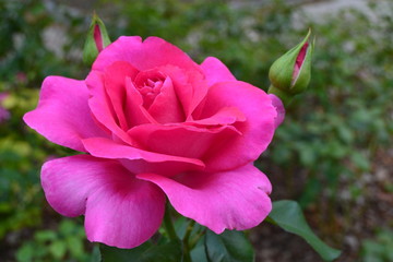 pink rose in garden