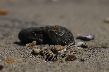crab on the beach