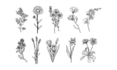 set of hand drawn floral elements for your design, leaf and flowers illustration element