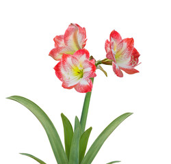 Obraz premium Amaryllis flower on white background