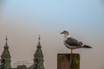 Obraz premium white pigeon perching on a Stump.