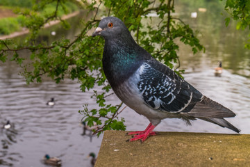 Obraz premium dove grey Beautiful pigeon close up
