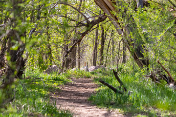 Green hiking path in forest