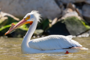 Pelican swimming in lake with rock background