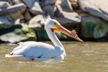 Pelican swimming in lake with rock background