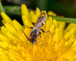 Macro photograph of a Scoliid Wasp feeding on a dandelion in the spring