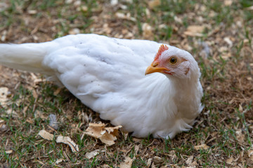 Young white chicken sitting on ground