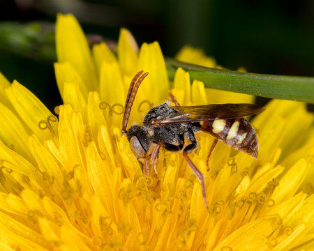 Macro photograph of a Scoliid Wasp feeding on a dandelion in the spring