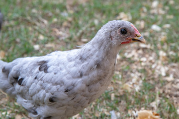 Young spotted pet chicken