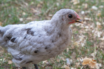 Young spotted pet chicken in backyard