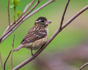 female grosbeak on a branch