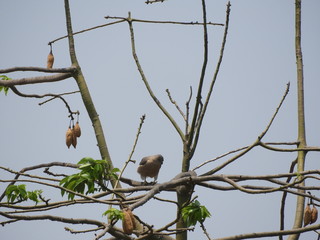 Cooper's Hawk on silk cotton tree