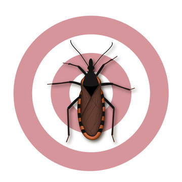 Kissing Bug, sucks blood from its victim's face, can carry Trypanosoma cruzi parasite that causes Chagas disease, a serious public health concern, some have red, yellow, tan markings.