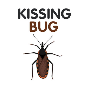Kissing Bug, sucks blood from its victim's face, can carry Trypanosoma cruzi parasite that causes Chagas disease, a serious public health concern, some have red, yellow, tan markings.
