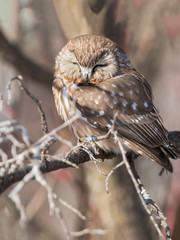 Northern Saw-whet Owl