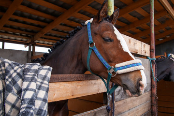 muzzle face of a Bay horse close-up, funny face, view of the summer stables and wooden stalls, cloudy snowfall.