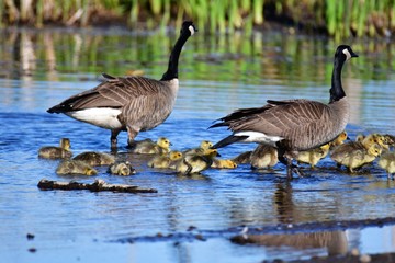 Obraz premium We can see the lots of goslings in May. At Burnaby lake, sometimes we can see the many goselings and mature geese schooling together.