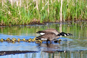 We can see the lots of goslings in May. At Burnaby lake, sometimes we can see the many goselings and mature geese schooling together.