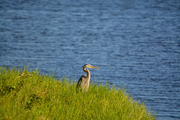 Great Blue Heron looking over Okeechobee Lake in Okeechobee County, Okeechobee, Florida USA 