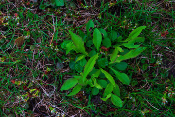 Top down view of green grass