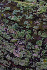 Maple tree bark covered in green lichens