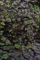 Maple tree bark covered in green lichens