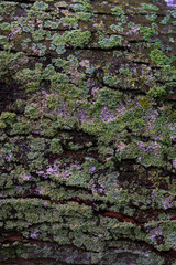 Maple tree bark covered in green lichens