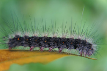 Close-up of moth Caterpillar, Hairy caterpillar isolated with blurred background