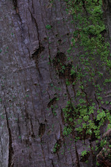 Maple tree bark covered in green lichens