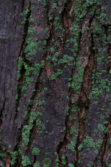 Maple tree bark covered in green lichens