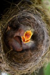 Naklejka premium Birds Nest 1