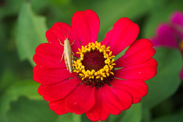 Butterfly perched on flower head of a red common zinnia elegans