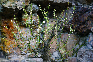 White flowers of the Japanese apricot prunus ume tree