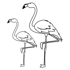 exotic flemish couple birds with heads up