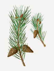 Scots pine conifer cones - obrazy, fototapety, plakaty