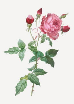 Blooming pink cabbage rose
