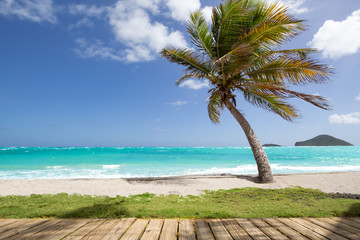Palm tree, golden sand turquoise water in the Caribbean Sea